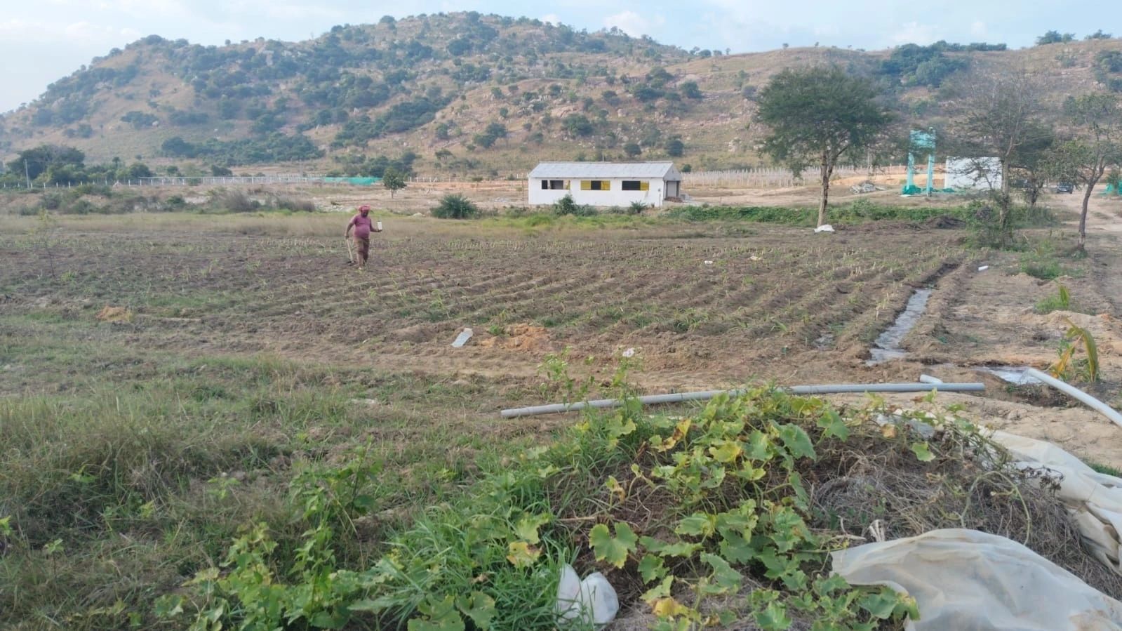 Green Chillies and Vegetable Fields
