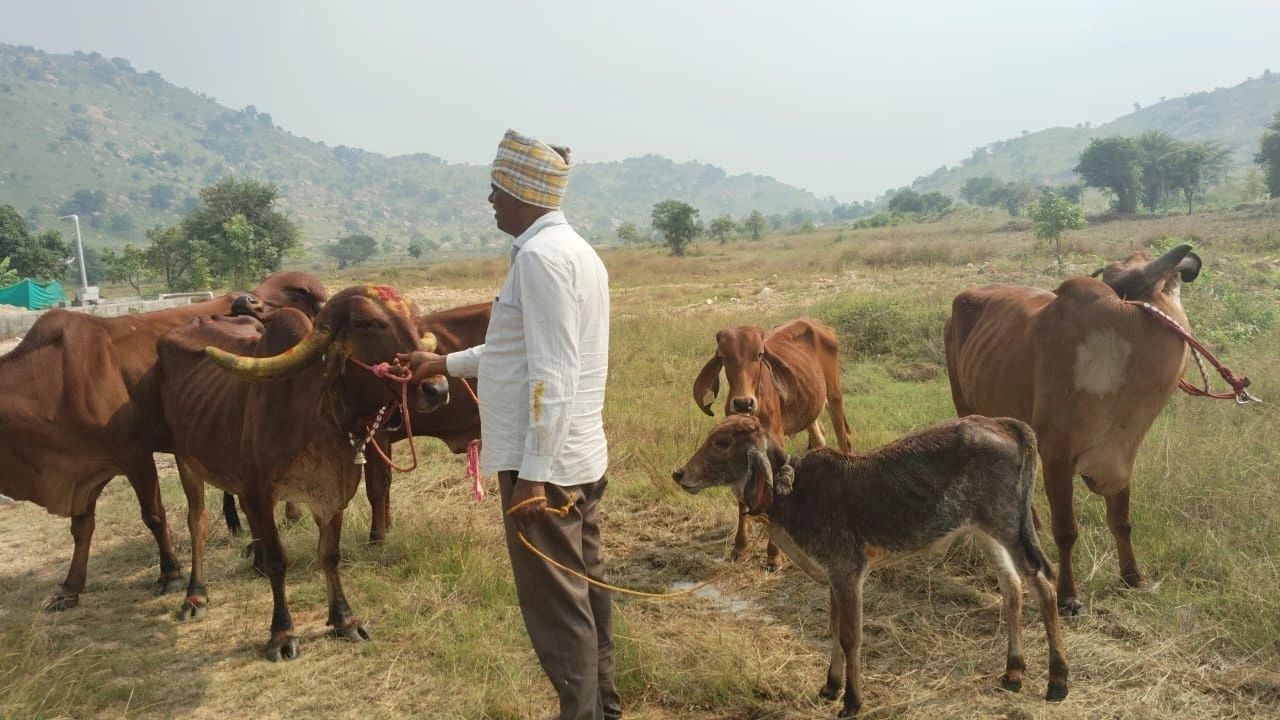 Pongal Celebrations with Cows