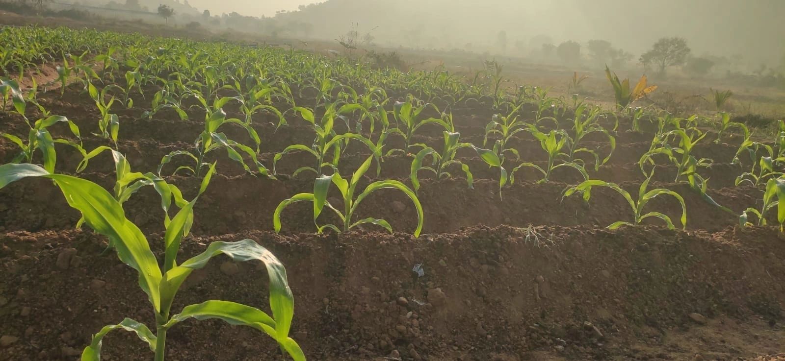 Magizh Adavi Farm at Sunrise