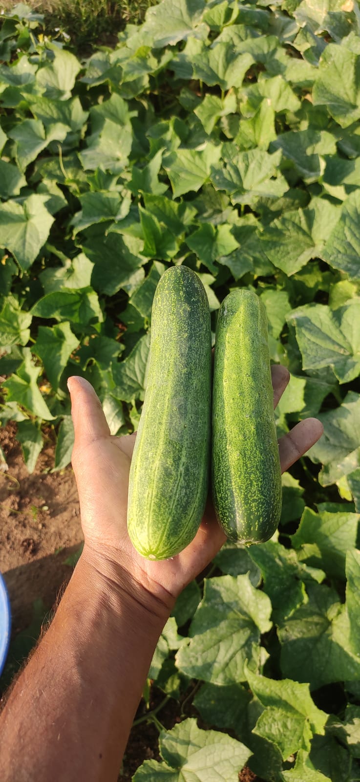 Cucumbers