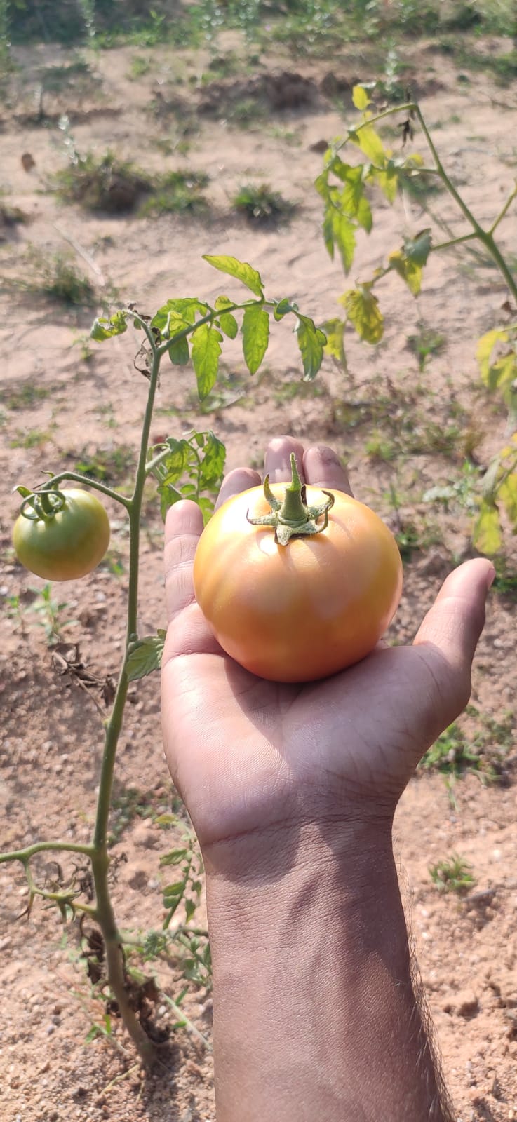 Tomatoes